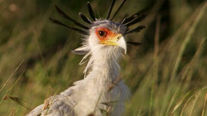 Vignette du programme télé Les zarbis : drôles de têtes (Créatures effrayantes) S2 (1/2)