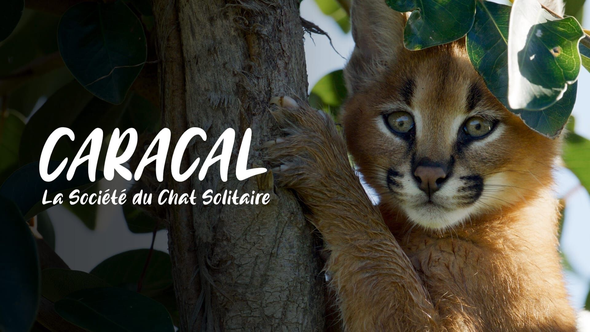 Vignette du programme télé Caracal : La société du chat solitaire