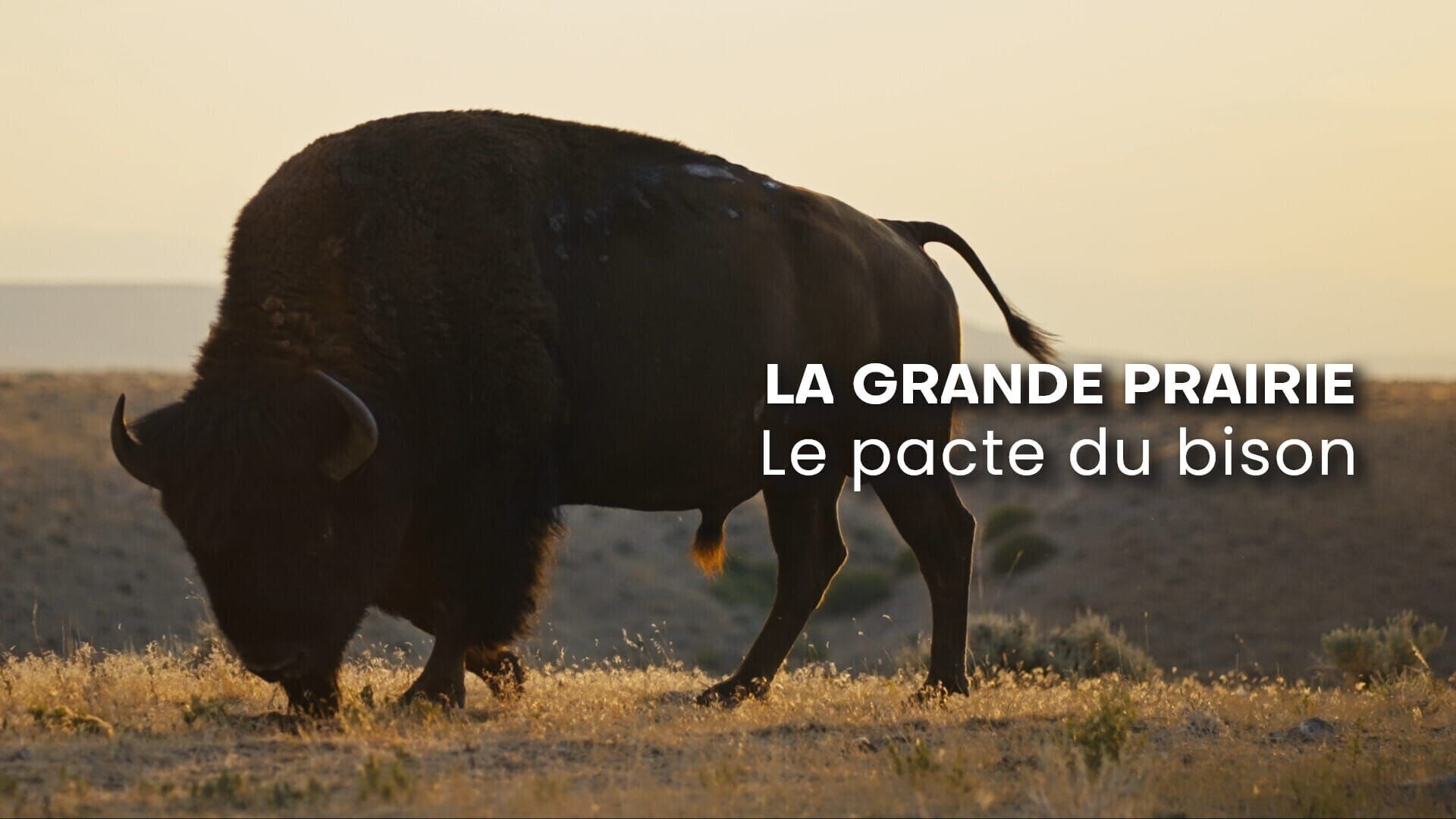 Vignette du programme télé La grande prairie, le pacte du bison