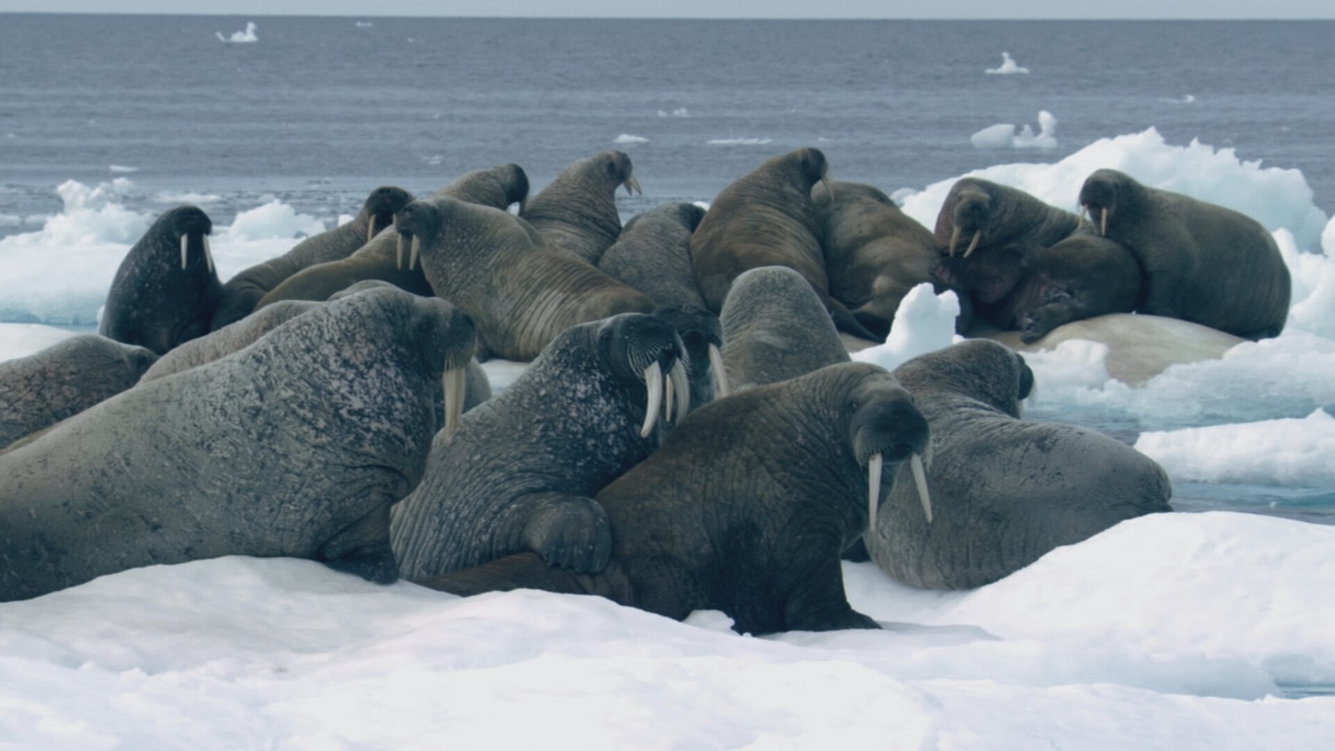 Vignette du programme télé Apocalypses oubliées