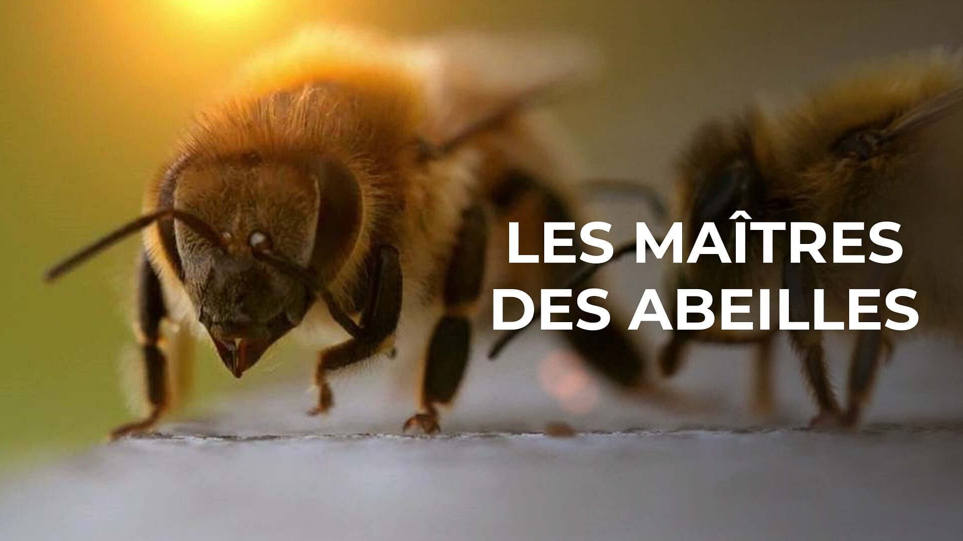 Vignette du programme télé Les maîtres des abeilles