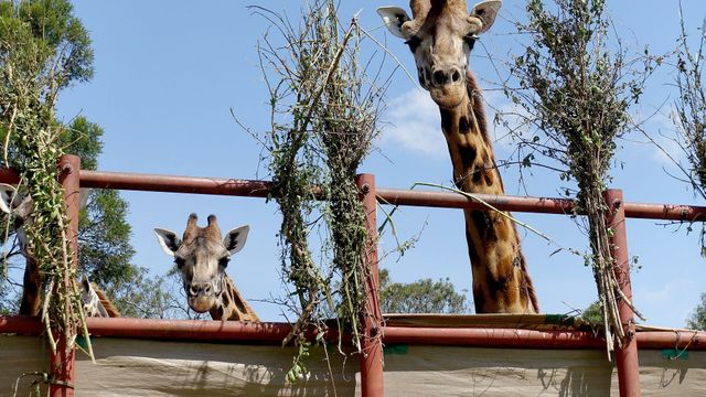 Vignette du programme télé Kenya, des girafes pour la paix