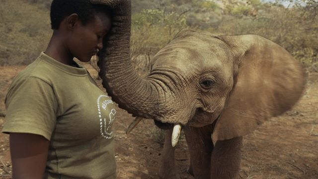 Vignette du programme télé Kenya, gardiennes des éléphants
