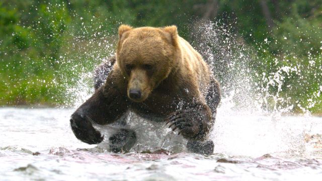 Vignette du programme télé Une planète en partage