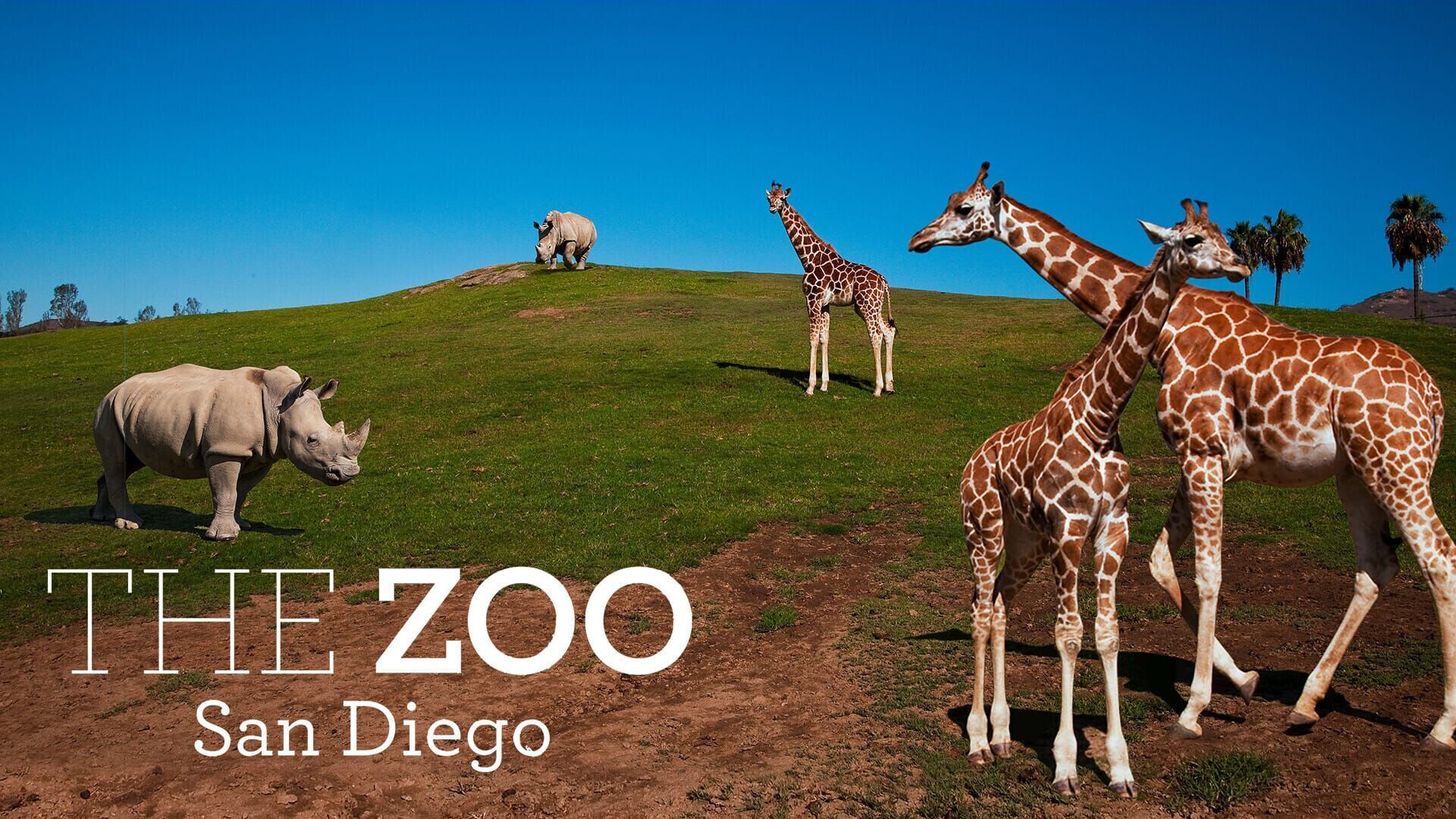 Vignette du programme télé Au coeur du zoo le plus beau du monde