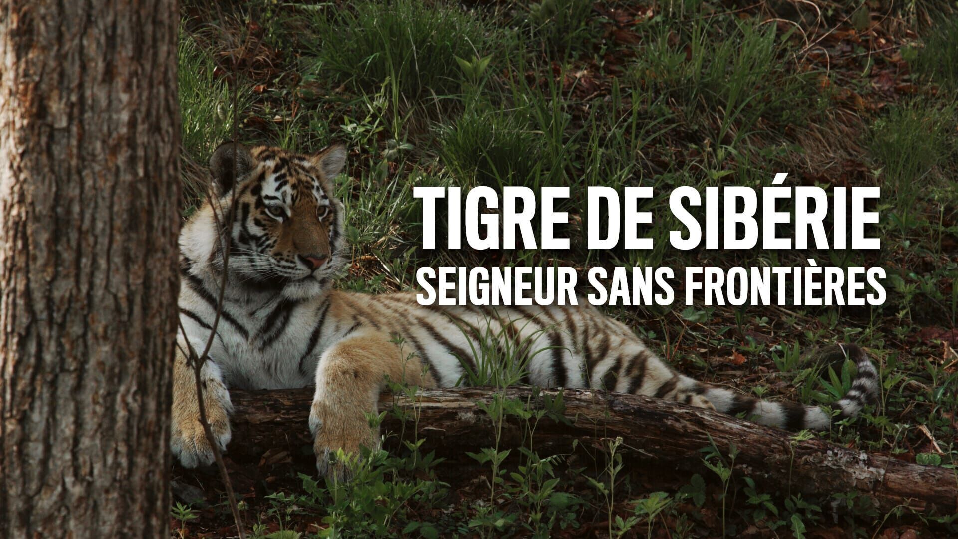Vignette du programme télé Tigre de Sibérie, seigneur sans frontières