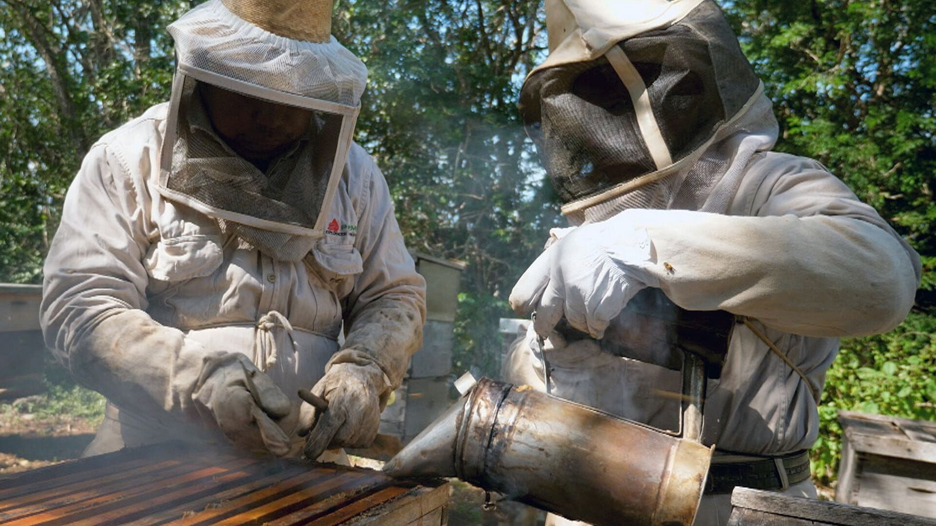 Vignette du programme télé Les maîtres des abeilles