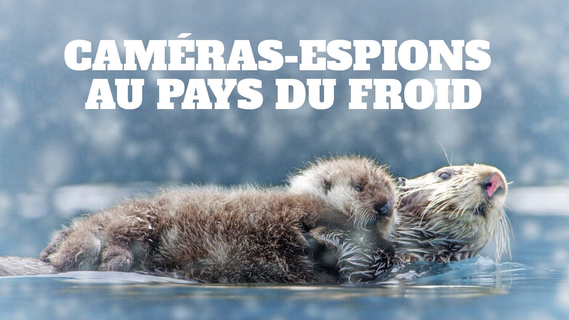 Vignette du programme télé Caméras-espions au pays du froid