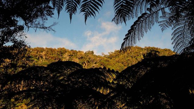 Vignette du programme télé L'île de La Réunion : Laboratoire de l'évolution