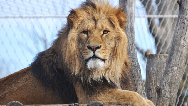 Vignette du programme télé Zoo : le défi de demain - Saison 2