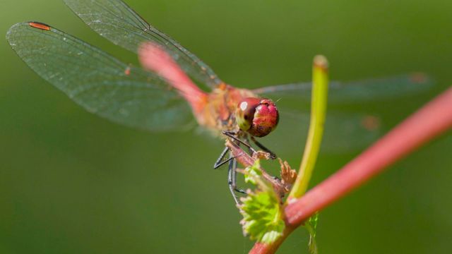 Vignette du programme télé Le paradoxe des libellules