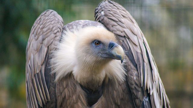 Vignette du programme télé Zoo : le défi de demain - Saison 2