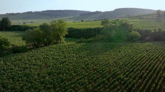Vignette du programme télé Les raisins du Reich