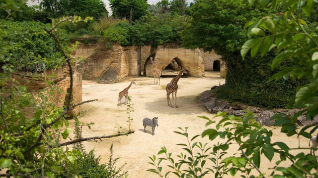 Vignette du programme télé Zoo : le défi de demain - Saison 2