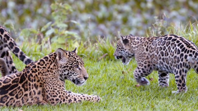 Vignette du programme télé Brésil, sur la piste des jaguars - Saison 1