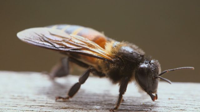 Vignette du programme télé Les maîtres des abeilles - Saison 1