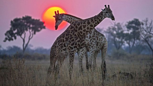 Vignette du programme télé Okavango : Le fleuve des rêves - Saison 1