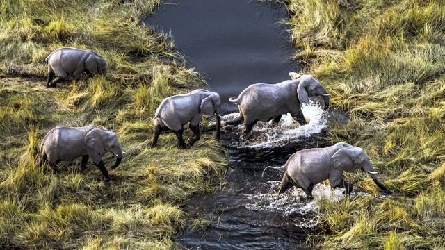 Vignette du programme télé Okavango : Le fleuve des rêves - Saison 1