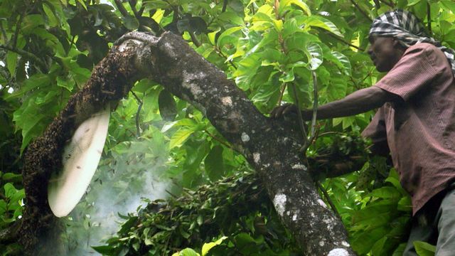 Vignette du programme télé Les maîtres des abeilles - Saison 1