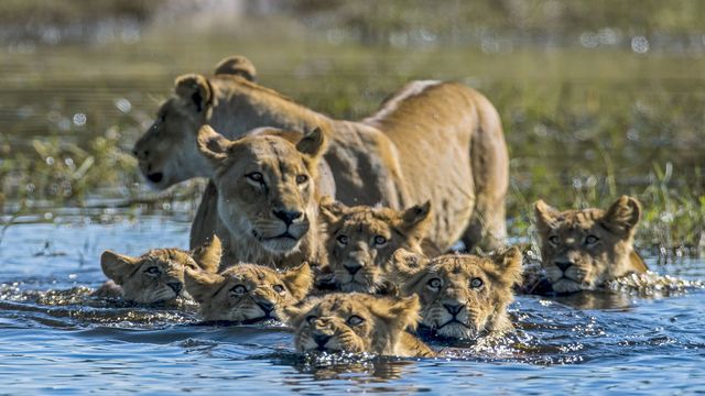Vignette du programme télé Okavango : Le fleuve des rêves - Saison 1