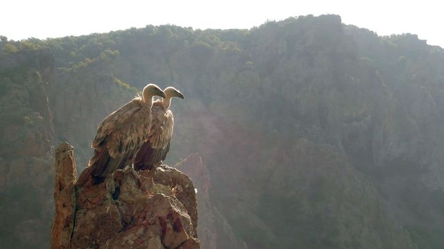 Vignette du programme télé La beauté sauvage des Balkans - Saison 2