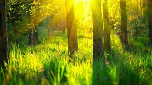 Vignette du programme télé Les réseaux de la nature