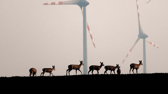 Vignette du programme télé Animaux et humains, la Terre en partage