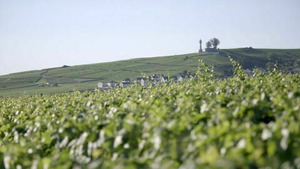 Vignette du programme télé Les 100 lieux qu'il faut voir (La Champagne, territoire d'histoire et de vignobles) S7 (6/8)