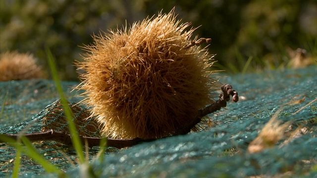 Vignette du programme télé Les carnets de Julie