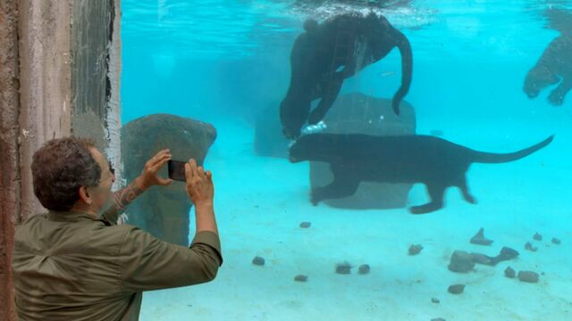 Vignette du programme télé Brésil, sur la piste des jaguars