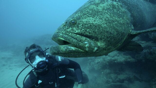 Vignette du programme télé Pêche XXL