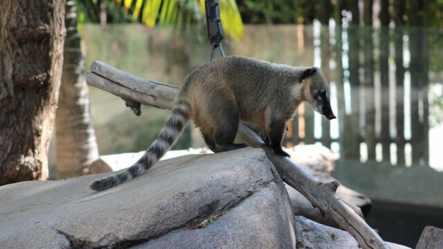 Vignette du programme télé Au coeur du zoo le plus beau du monde