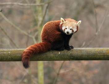 Vignette du programme télé Vétérinaires, leur vie en direct