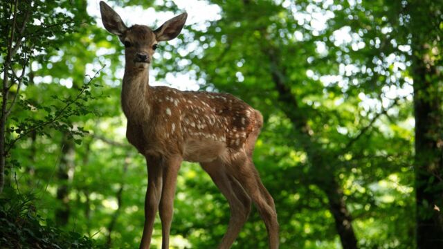 Vignette du programme télé Bambi, l&#039;histoire d&#039;une vie dans les bois