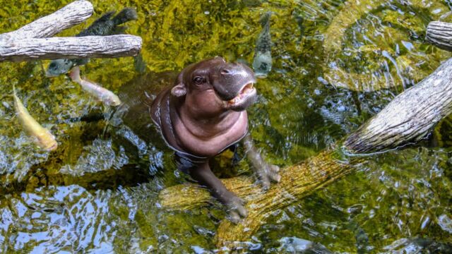 Vignette du programme télé Zoo : le défi de demain
