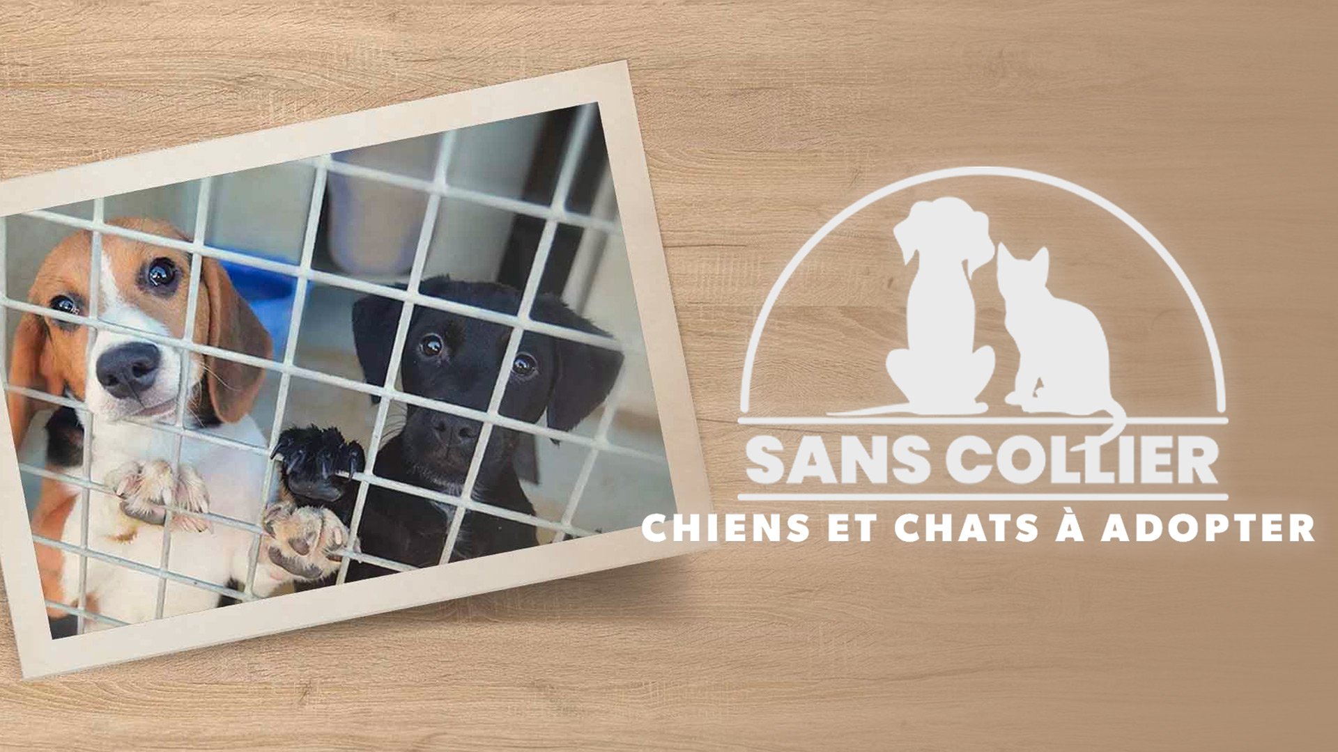 Vignette du programme télé Sans collier