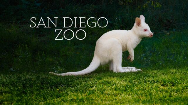 Vignette du programme télé Au coeur du zoo le plus beau du monde