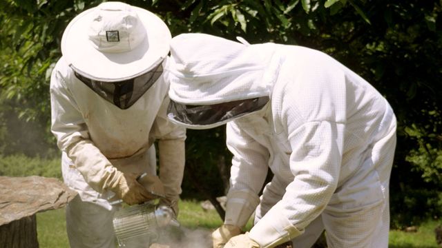 Vignette du programme télé Les maîtres des abeilles - Saison 1