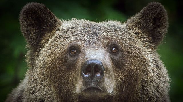 Vignette du programme télé Alerte aux ours en Transylvanie