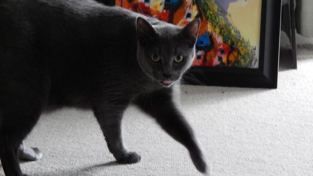 Vignette du programme télé Hell's Cats - Saison 5