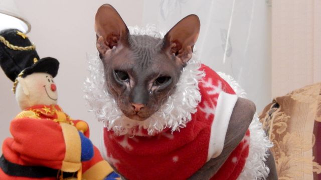 Vignette du programme télé Hell's Cats - Saison 5