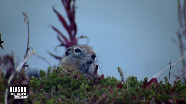 Vignette du programme télé La ruée vers l'or : Dakota Boys - Saison 2
