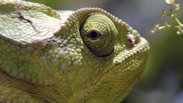 Vignette du programme télé Sensations animales