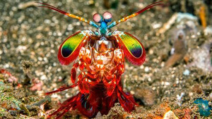 Vignette du programme télé Pris sur le vif (La faune aquatique) S1 (1/3)