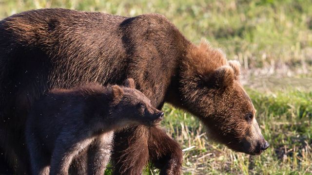 Vignette du programme télé L'année de l'ours