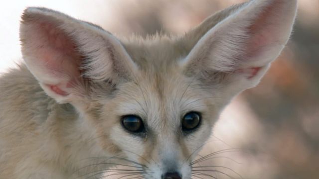 Vignette du programme télé Sensations animales