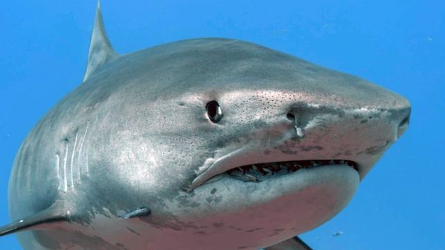 Vignette du programme télé Sensations animales