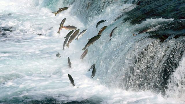 Vignette du programme télé Sensations animales