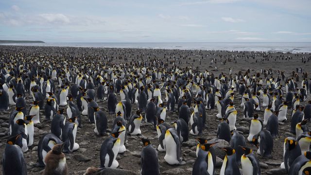 Vignette du programme télé Les îles Kerguelen : Aux confins du monde