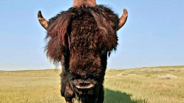Vignette du programme télé Canada, la force de la nature